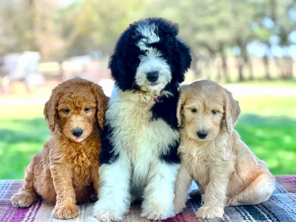 Goldendoodle breeder oklahoma